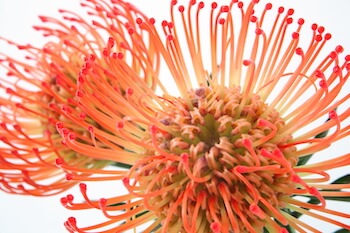 ピンクッション